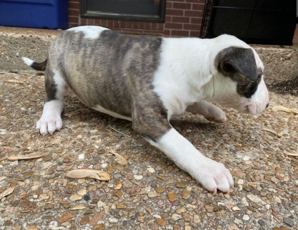 Roztomil� �t���tka jsou p�ipravena k prodeji.