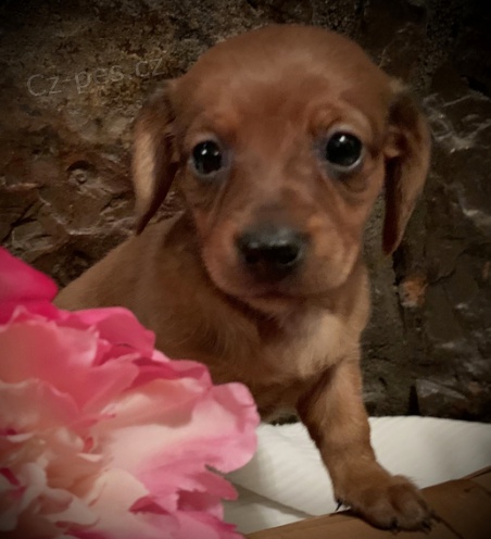 Roztomil� �t���tka jsou p�ipravena k prodeji.