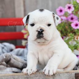 Roztomil� �t���tka jsou p�ipravena k prodeji.