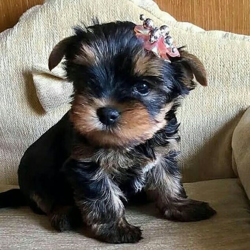 štěňata yorkie k dispozici a připravena k adopci. štěňata yorkie k dispozici a připravena k adopci.