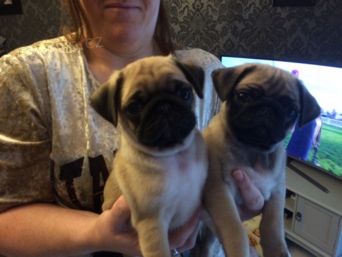 �t��ata mops� k adopci letos o V�noc�ch.