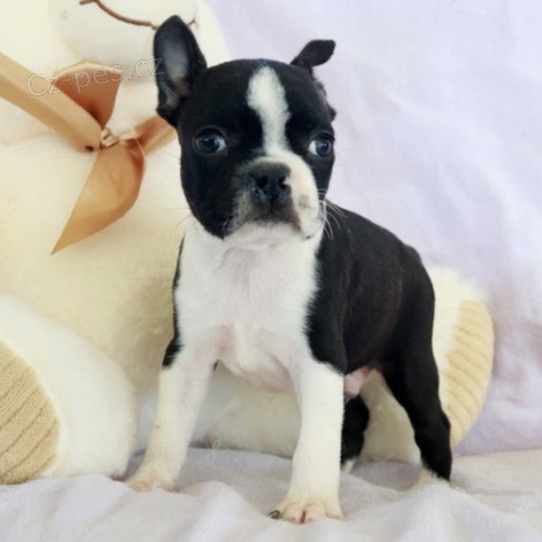 �t��ata bostonsk�ho teri�ra jako v�no�n� d�rek