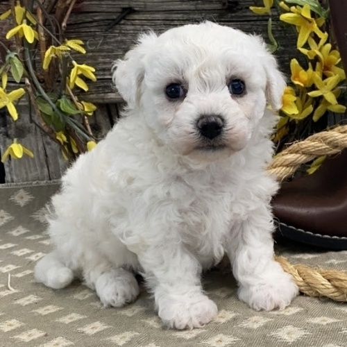Štěňátka bišonka k vánoční ADOPCI Štěňátka bišonka k vánoční ADOPCI