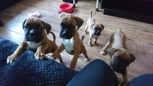 Krásná štěňata německého boxera k adopci Krásná štěňata německého boxera k adopci