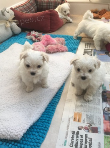 OČKOVANÁ miniaturní maltézáčci k adopci OČKOVANÁ miniaturní maltézáčci k adopci