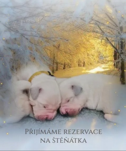 Prod�m �t���tko Zlat�ho retr�vra s PP