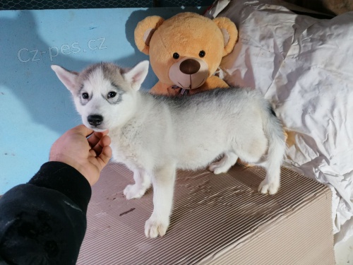 Sibi�sk� husky �t��ata