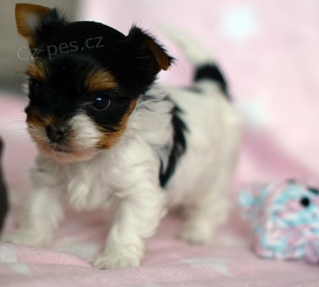 Miniaturní štěňata jorkšírského teriéra BIEWER k adopci. Miniaturní štěňata jorkšírského teriéra BIEWER k adopci.