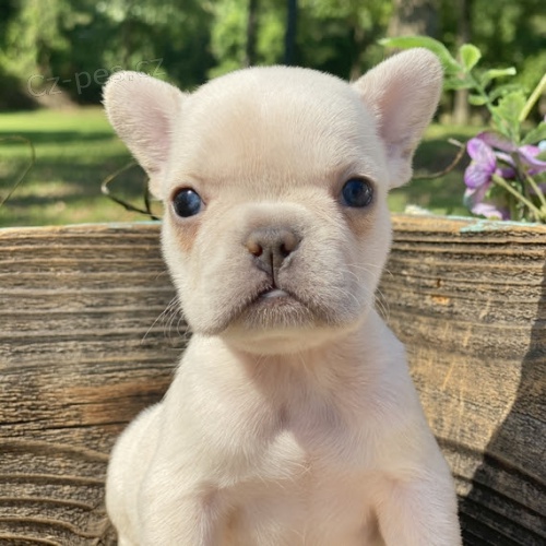 ZDRAVÁ a OČKOVANÁ štěňata fenky a pejska francouzského buldočka k adopci. ZDRAVÁ a OČKOVANÁ štěňata fenky a pejska francouzského buldočka k adopci.