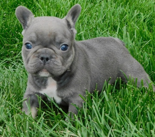 štěňata francouzského buldočka k adopci. štěňata francouzského buldočka k adopci.