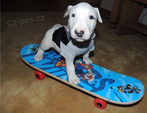 �t��ata anglick�ho bulteri�ra k adopci.