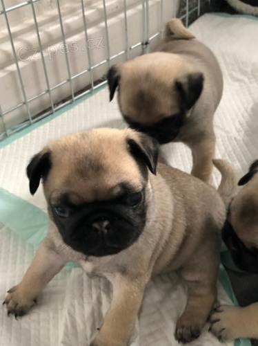 Kr�sn� b�ov� �t���tka mopse jsou k dispozici a ihned p�ipravena k ADOPCI. Pouze pro v�n� osoby.