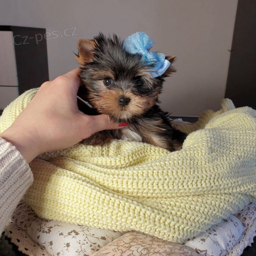 Prodám štěňata jorkšírského teriéra. Prodám štěňata jorkšírského teriéra.