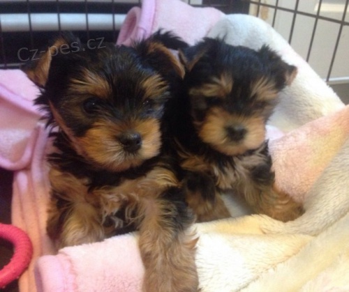 mini štěňata jorkšírského teriéra. mini štěňata jorkšírského teriéra.