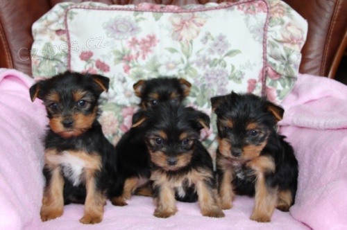 štěňata jorkšírského teriéra. štěňata jorkšírského teriéra.
