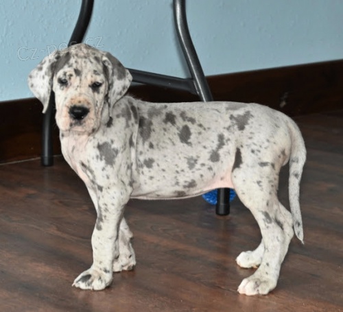 �t��ata n�meck� dogy jako v�no�n� d�rek