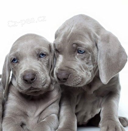 samice a samci v�marsk�ch oha�� �t��ata k adopci.