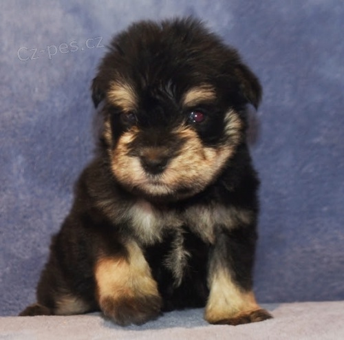 krásné miniaturní knírače k vánoční adopci. krásné miniaturní knírače k vánoční adopci.