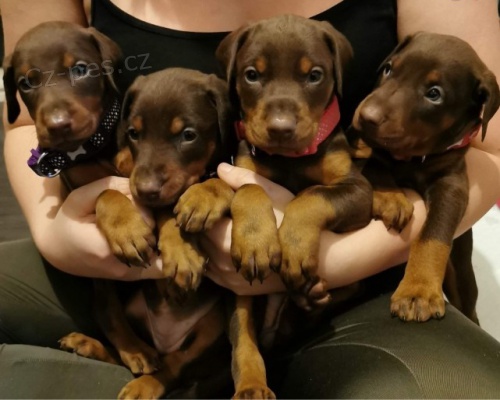 �t��ata dobrmana jsou nyn� k v�noc�m