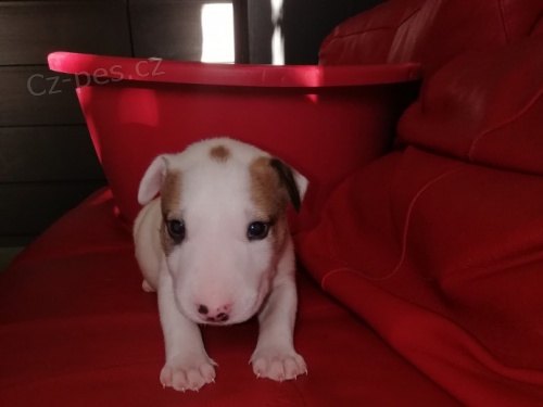 kr�sn� miniaturn� �t���tka bulteri�ra k adopci