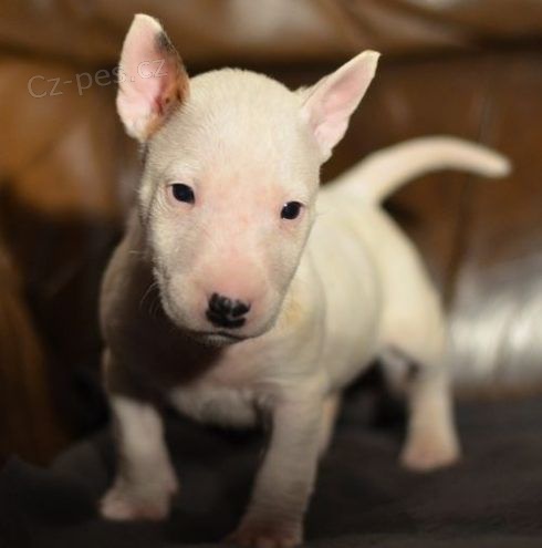 miniaturn� �t��ata bulteri�ra k v�no�n� adopci