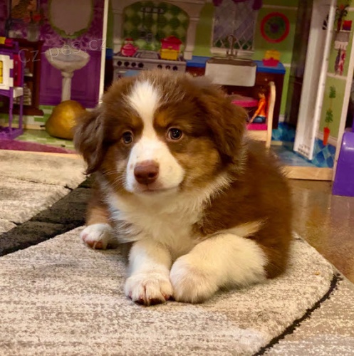 �t��ata australsk�ho ov��ka k adopci.