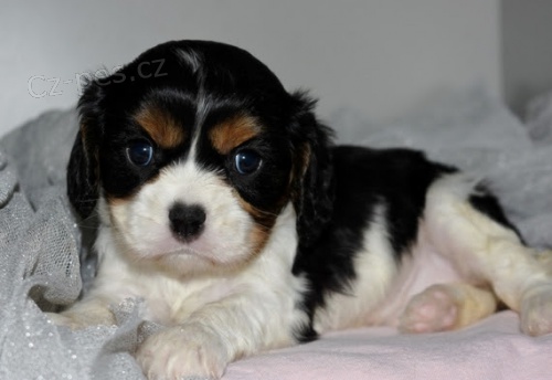 �t��ata kaval�r king charles �pan�l k adopci.