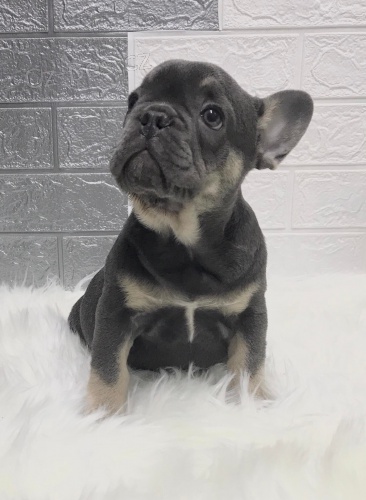 Francouzský buldoček Francouzský buldoček