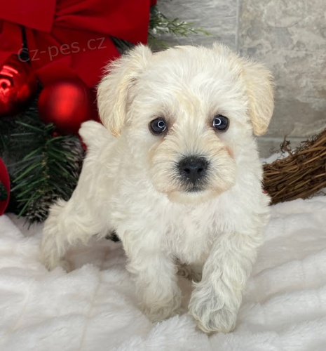 Štěňata malého knírače k adopci Štěňata malého knírače k adopci