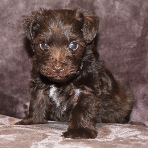 krásná štěňata malého knírače a feny k adopci krásná štěňata malého knírače a feny k adopci