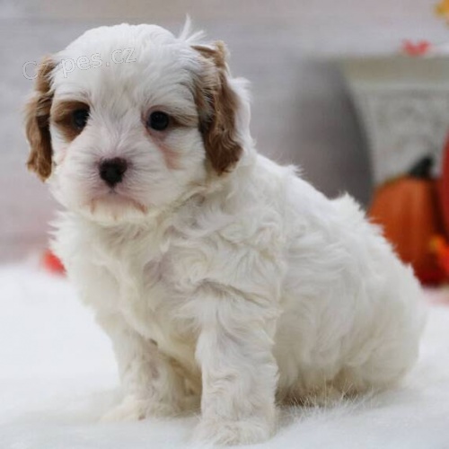 kr�sn� a zdrav� �t���tka Cavapoo k adopci.
