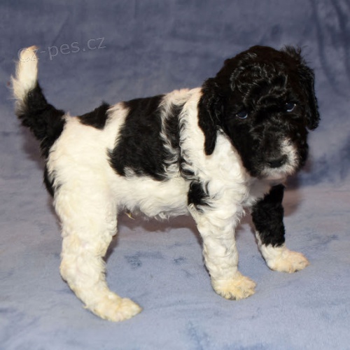 �t��ata trpasli��ho pudla k adopci.