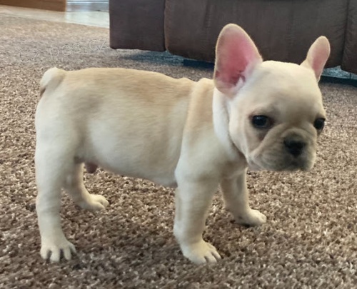 štěňata francouzského buldočka. štěňata francouzského buldočka.