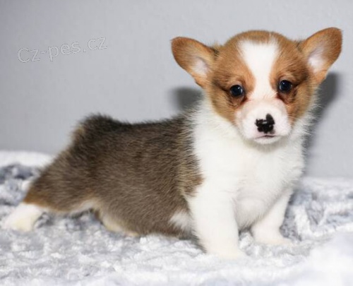 kr�sn� a and�lsk� �t��ata Pembroke Welsh Corgi na prodej.