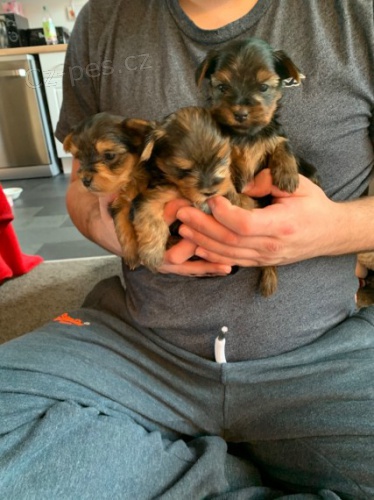 miniaturní štěňata jorkšírského teriéra k adopci miniaturní štěňata jorkšírského teriéra k adopci