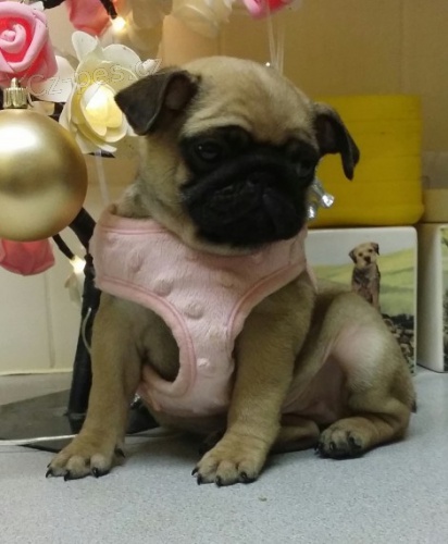 zdrav� �t��ata mu�sk�ho a �ensk�ho mopse k adopci