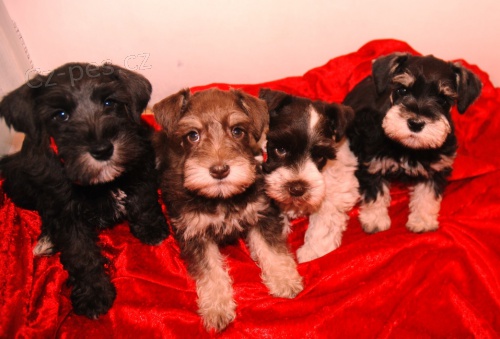Zdravá, očkovaná, odčervená a krásná štěňata malých kníračů k adopci Zdravá, očkovaná, odčervená a krásná štěňata malých kníračů k adopci