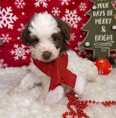 kr�sn� samec a fenka zdrav� �t��ata Aussiedoodle k adopci.