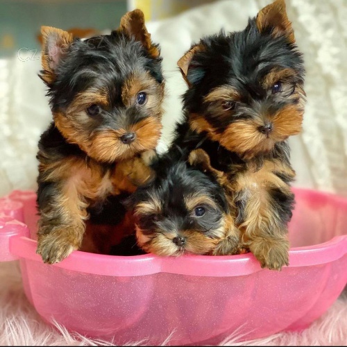 Mini štěňata yorkie k adopci Mini štěňata yorkie k adopci