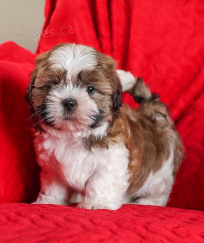 �t��ata Shih Tzu k dispozici