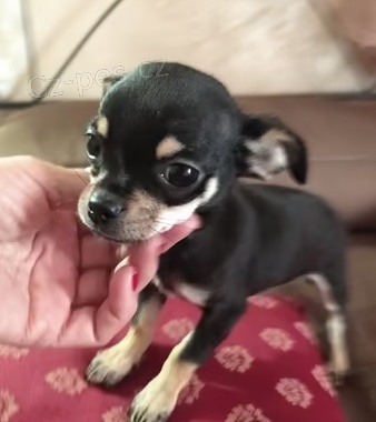 �t��ata �ivava  k dispozici