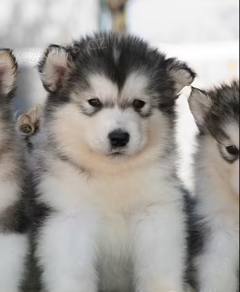 �t��ata Alja�sk� malamut  k dispozici