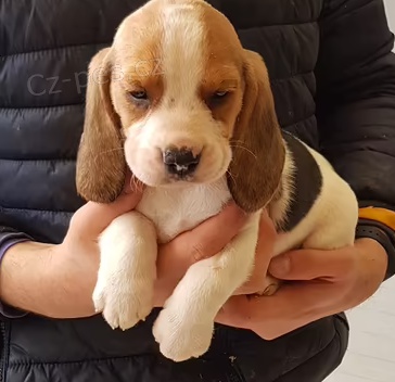 �t��ata Beagle k dispozici