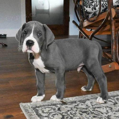 Zdrav� a kr�sn� mu� a �ena �t��ata n�meck� dogy k adopci