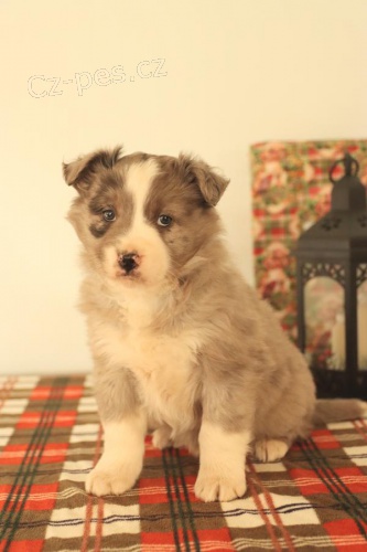 �t��ata australsk� ov��k k dispozici