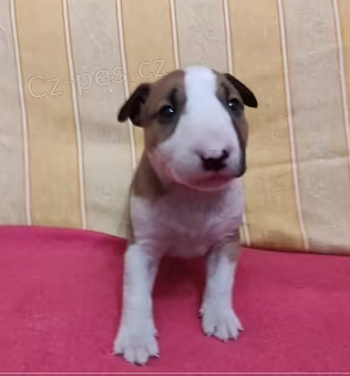 �t��ata Bullterrier k dispozici