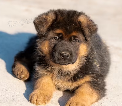 �t��ata N�meck� ov��k k dispozici