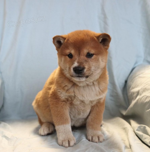 �t��ata Shiba Inu k dispozici