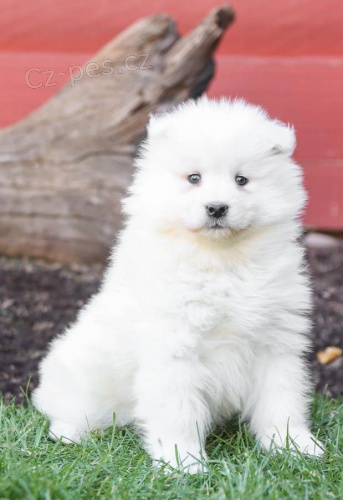 �t��ata Samojed k dispozici