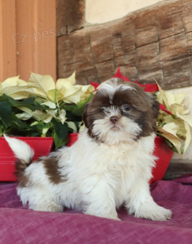 �t��ata Shih Tzu k dispozici